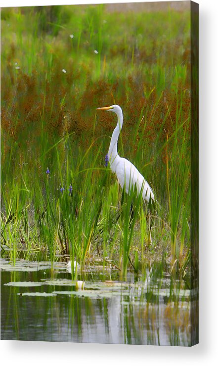Bird Egret White Florida Swamp Pond Photograph Photography Acrylic Print featuring the photograph White Egret in Waiting by Shari Jardina
