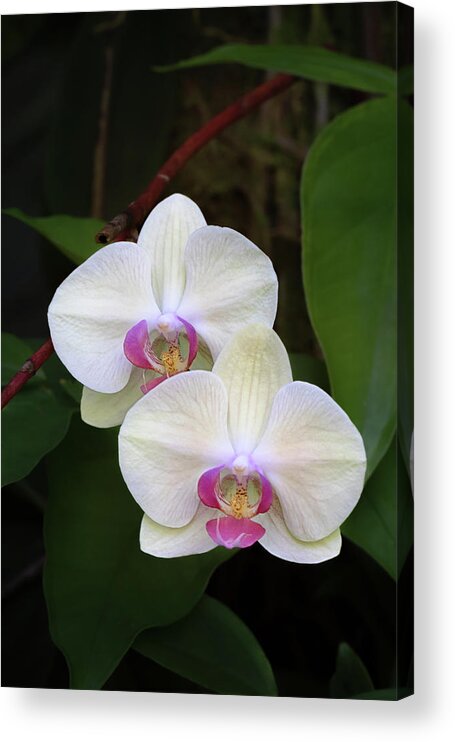 Orchid Acrylic Print featuring the photograph White Moth Orchid by Susan Rissi Tregoning