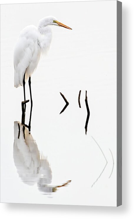 Ardea Alba Acrylic Print featuring the photograph White on White by Dawn Currie