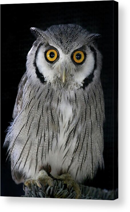 Owl Acrylic Print featuring the photograph Who 'Dat? by Steve Parr