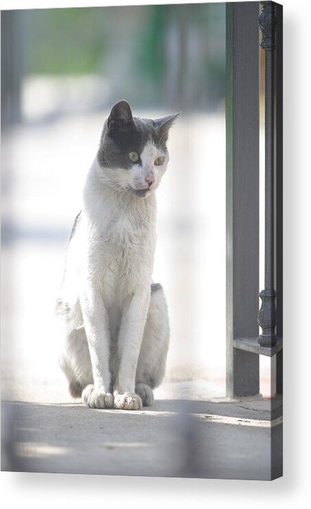 Photographer Acrylic Print featuring the photograph Who's The Boss by Jez C Self