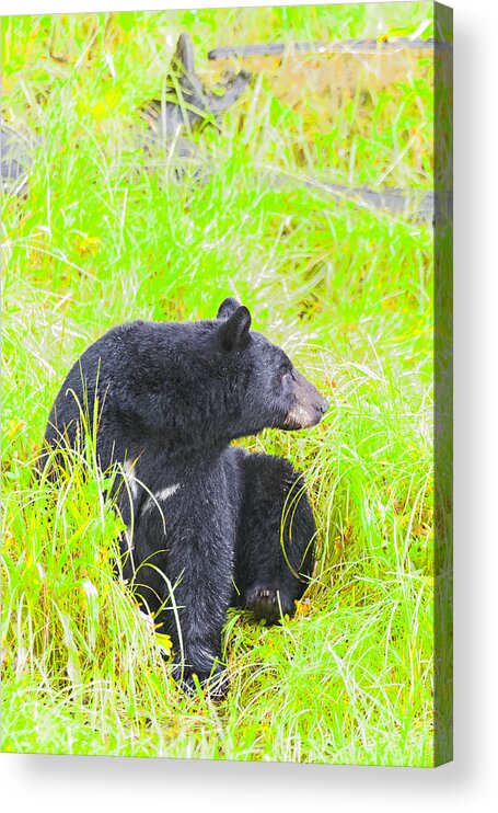 Wildlife. Black Bear Acrylic Print featuring the photograph Who's There by Harold Piskiel