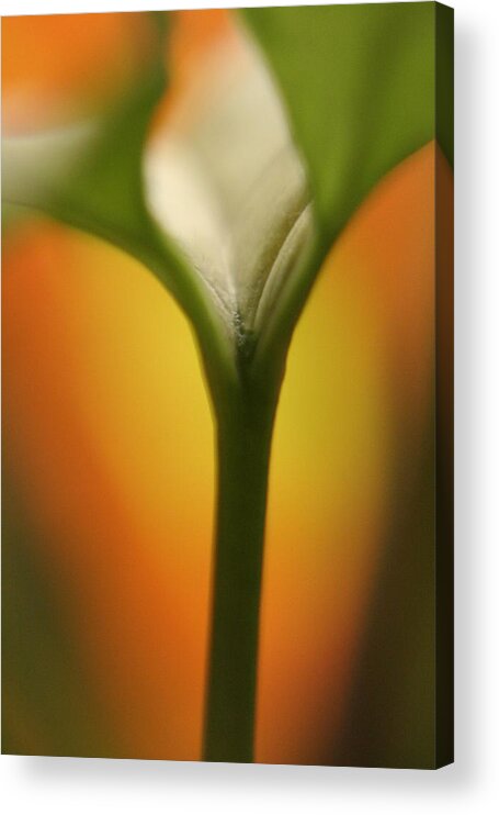 Plant Acrylic Print featuring the photograph Why by Rachelle Johnston