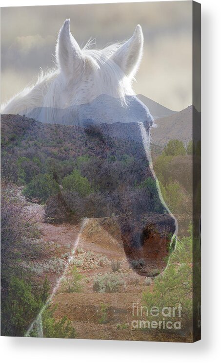 Photograph Acrylic Print featuring the photograph Wild and Free by Vicki Pelham