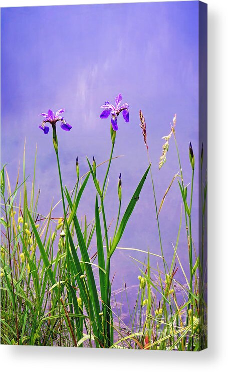 Purple Wild Iris Print Acrylic Print featuring the photograph Wild Iris Print by Gwen Gibson