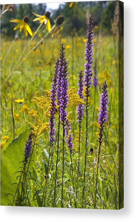 Wildflowers Acrylic Print featuring the photograph Wild Ones 8201 by Peter Skiba