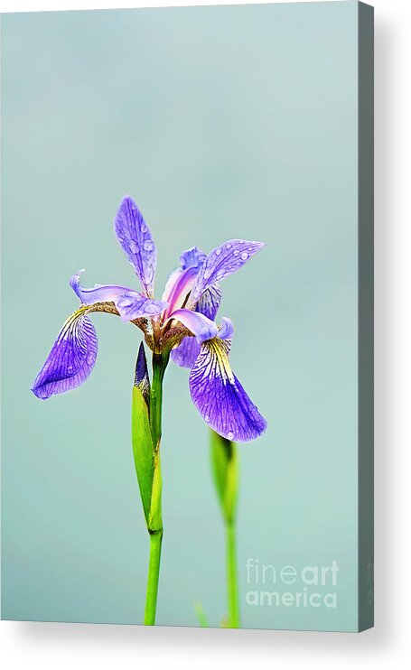 Wild Iris Photo Acrylic Print featuring the photograph Wild Purple Iris Print by Gwen Gibson