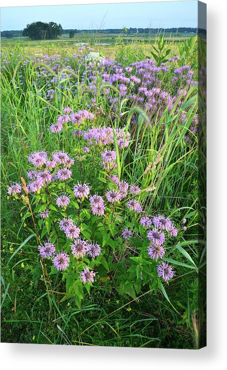 Black Eyed Susan Acrylic Print featuring the photograph Wildflower Bouquet in Glacial Park by Ray Mathis