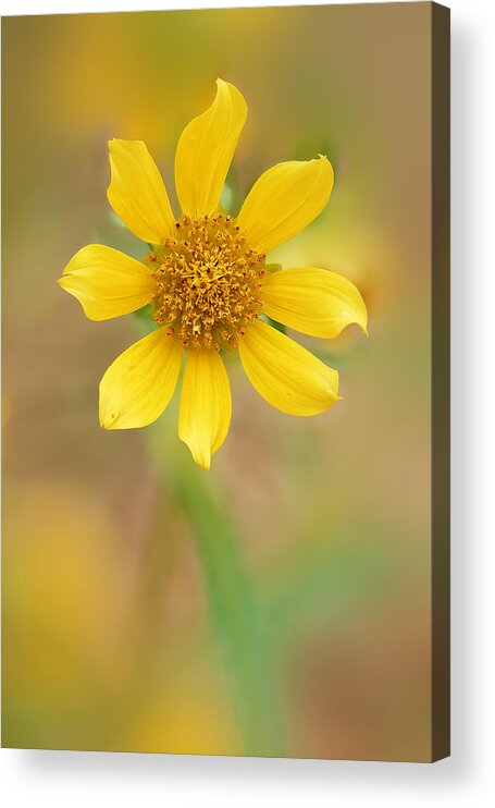 Flower Acrylic Print featuring the photograph Wildflower by Robert Charity