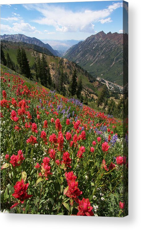 Landscape Acrylic Print featuring the photograph Wildflowers and View Down Canyon by Brett Pelletier