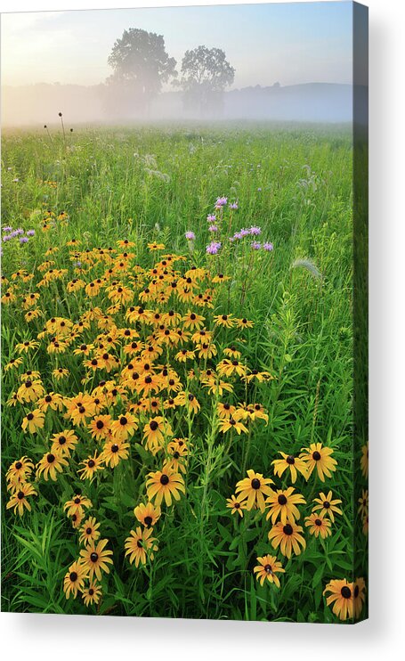 Glacial Park Acrylic Print featuring the photograph Wildflowers of West Glacial Park at Sunrise by Ray Mathis