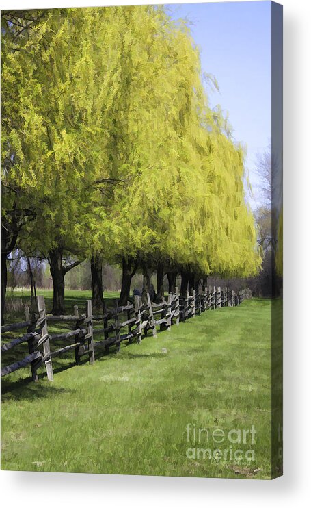 Trees Acrylic Print featuring the photograph Willows In Spring by Deborah Benoit