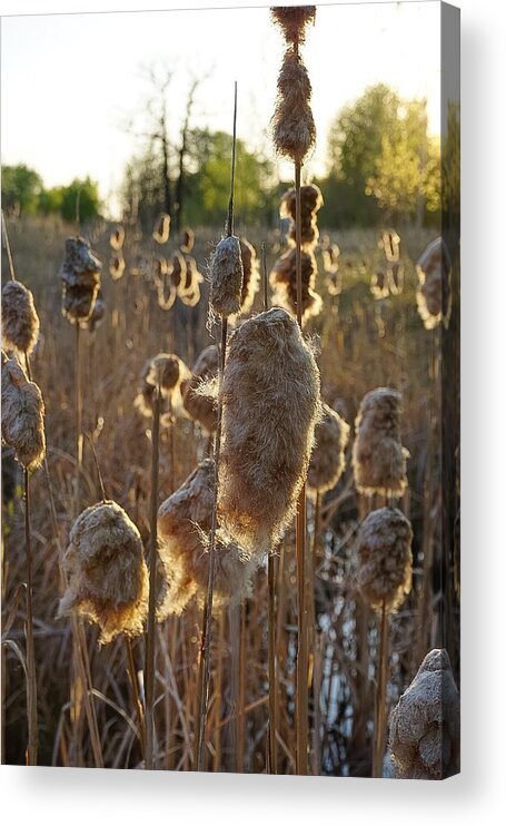 Canadian Landscape Photographer Acrylic Print featuring the photograph Willows No.2 by Desmond Raymond