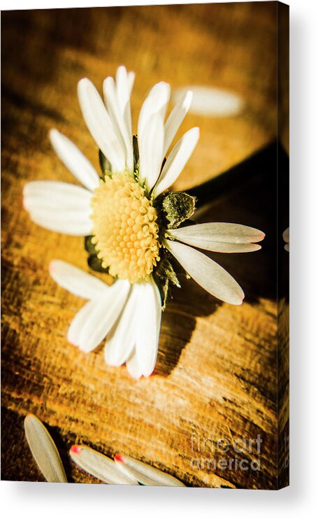 Sentimental Acrylic Print featuring the photograph Wilt by Jorgo Photography