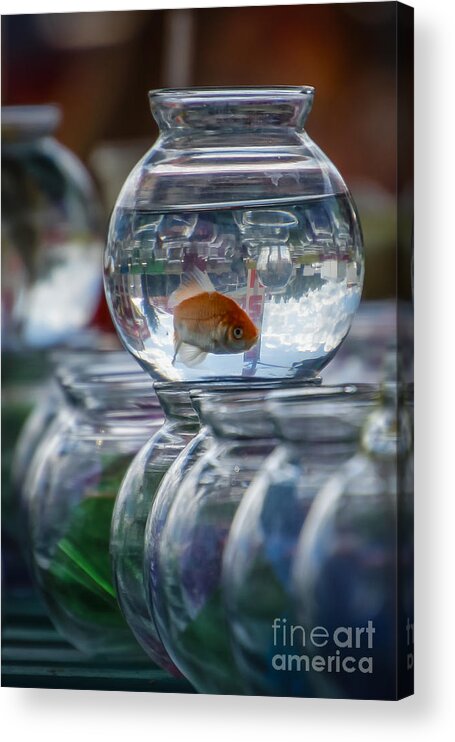 Goldfish Acrylic Print featuring the photograph Win a Goldfish by Joann Long