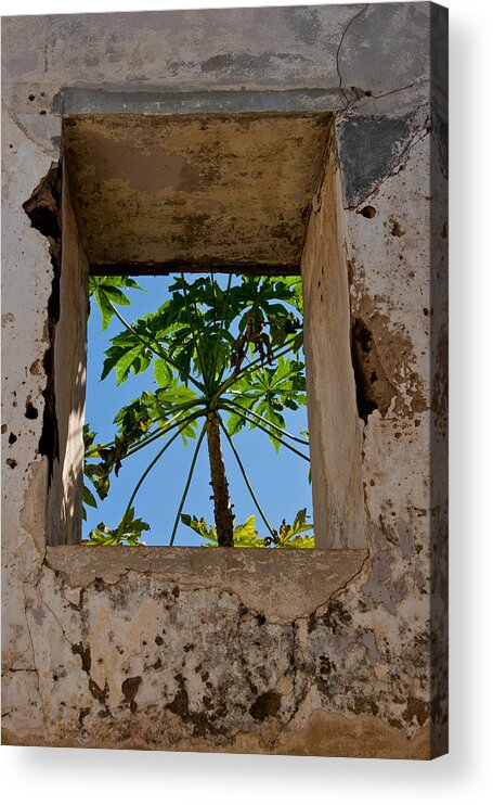 Building Acrylic Print featuring the photograph Window Tree by Roger Mullenhour