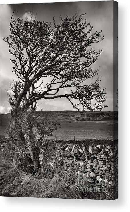 Tree Acrylic Print featuring the photograph Windswept Tree in Winter by Martyn Arnold