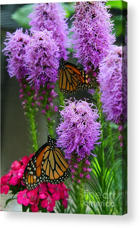 Nature Acrylic Print featuring the photograph Winged Beauties by Crystal Nederman