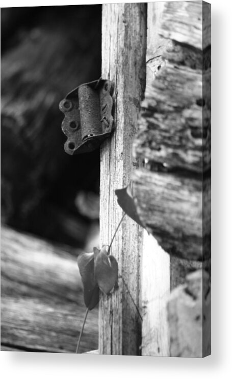 Ansel Adams Acrylic Print featuring the photograph Winslow cabin door detail by Curtis J Neeley Jr