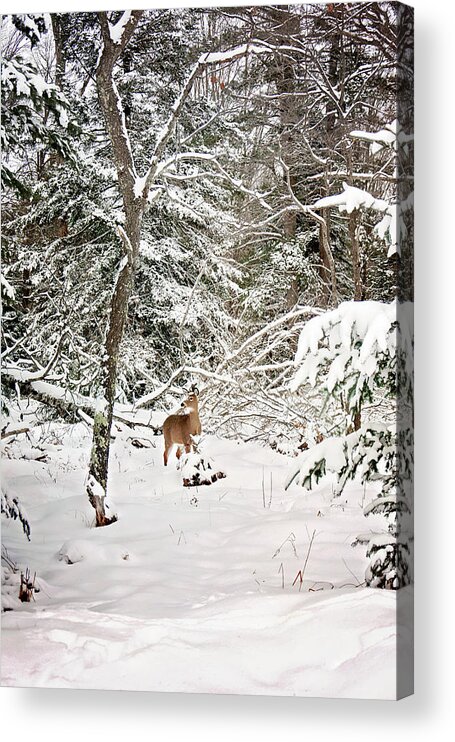 Winter Deer In The Forest Print Acrylic Print featuring the photograph Winter Deer in the Forest by Gwen Gibson