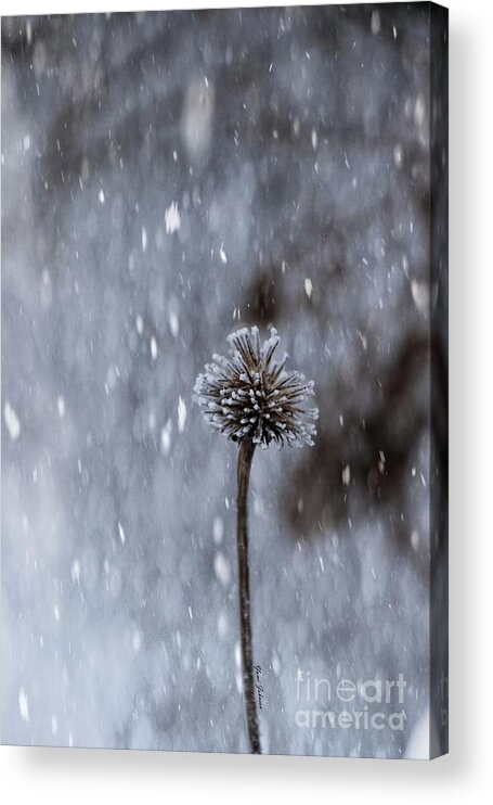 Snow Acrylic Print featuring the photograph Winter flower by Yumi Johnson
