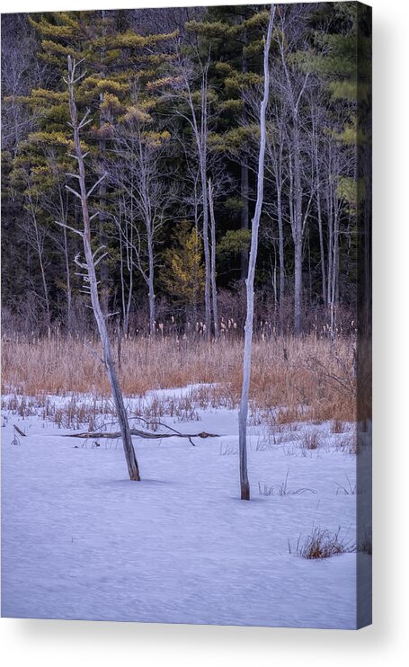 Spofford Lake New Hampshire Acrylic Print featuring the photograph Winter Marsh And Trees by Tom Singleton