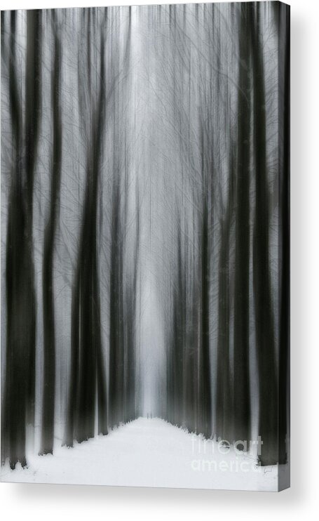 Nature Acrylic Print featuring the photograph Winter Mystery by David Lichtneker