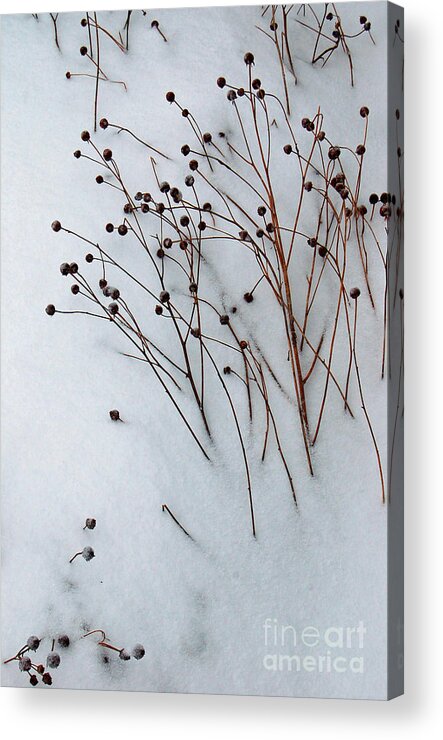 Diane Berry Acrylic Print featuring the photograph Winter Rest by Diane E Berry