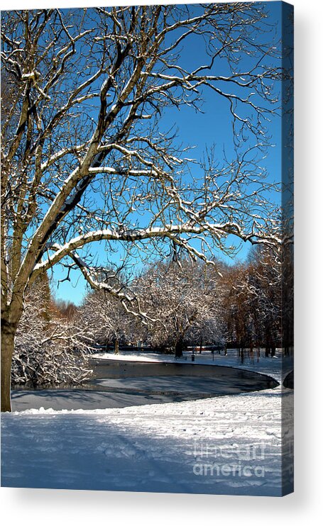 Winter Acrylic Print featuring the photograph Winter Tree by Stephen Melia