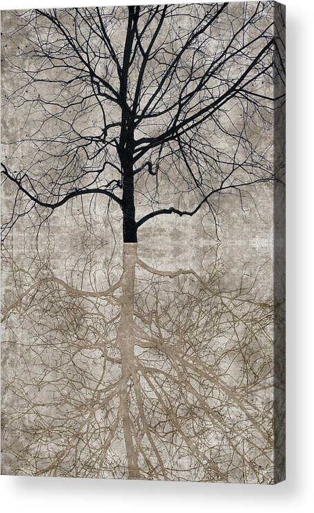Tree Acrylic Print featuring the photograph Winter Tree by Carol Leigh