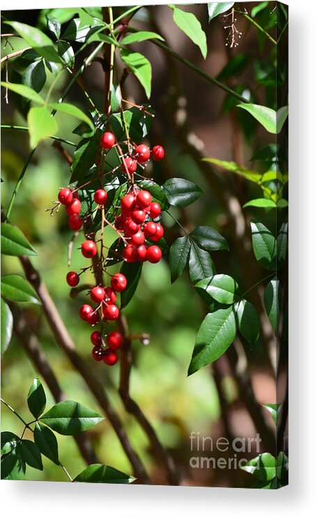 Red Berries Acrylic Print featuring the photograph Winterberry by Maria Urso