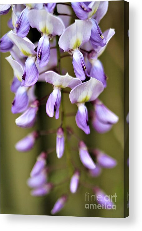 Purple Acrylic Print featuring the photograph Wisteria Whims by Tracey Lee Cassin