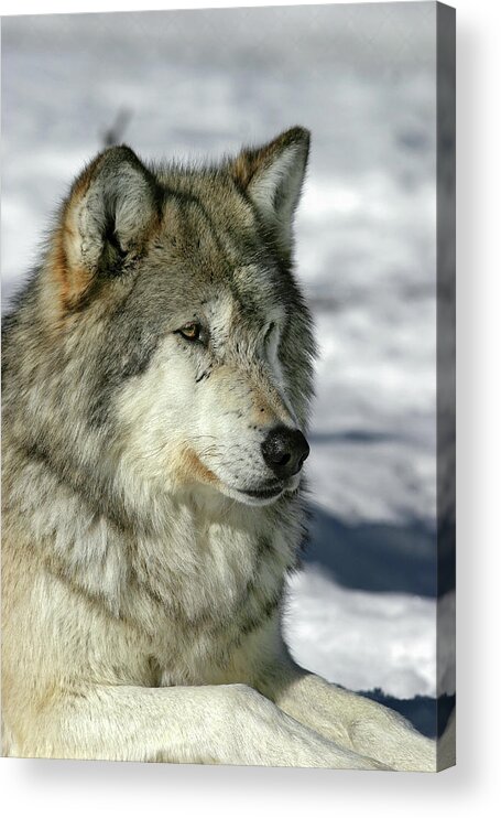 Wolf Acrylic Print featuring the photograph Wolf by Ronnie And Frances Howard