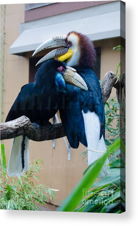 Birds Acrylic Print featuring the photograph Wreathed Hornbills by Donna Brown