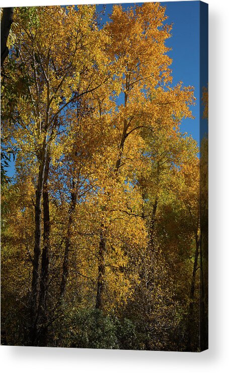 Cody Acrylic Print featuring the photograph Wyoming Fall by Frank Madia