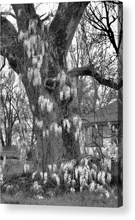 Wysteria Acrylic Print featuring the photograph Wysteria Tree in Black and White by Karen Wagner