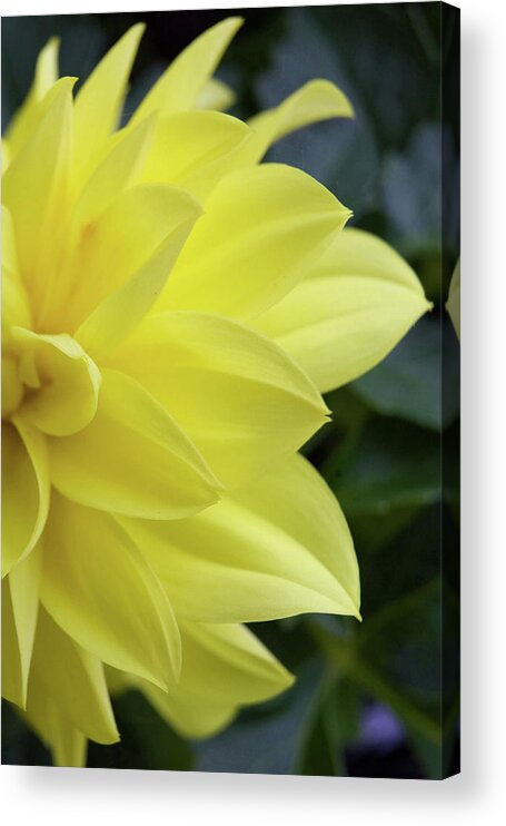 Art Acrylic Print featuring the photograph Yellow by Alan Look