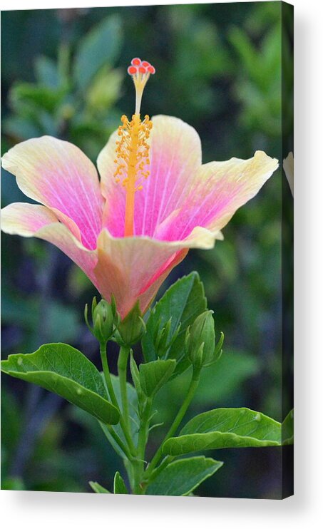 Flower Acrylic Print featuring the photograph Yellow and Pink Hibiscus Reach by Amy Fose