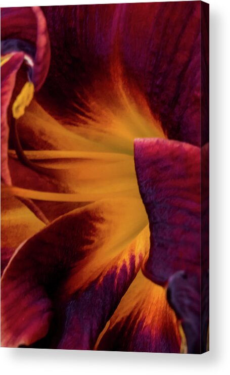 Jay Stockhaus Acrylic Print featuring the photograph Yellow and Purple by Jay Stockhaus