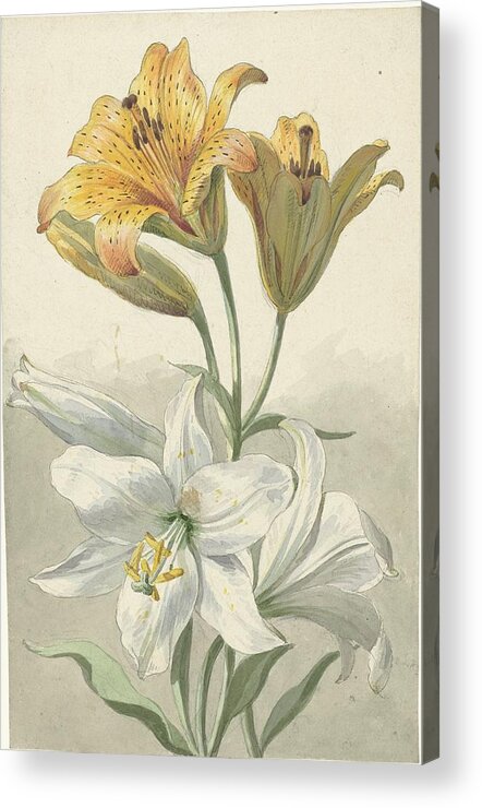 Yellow And White Lilies Acrylic Print featuring the painting Yellow and White Lilies by Willem van