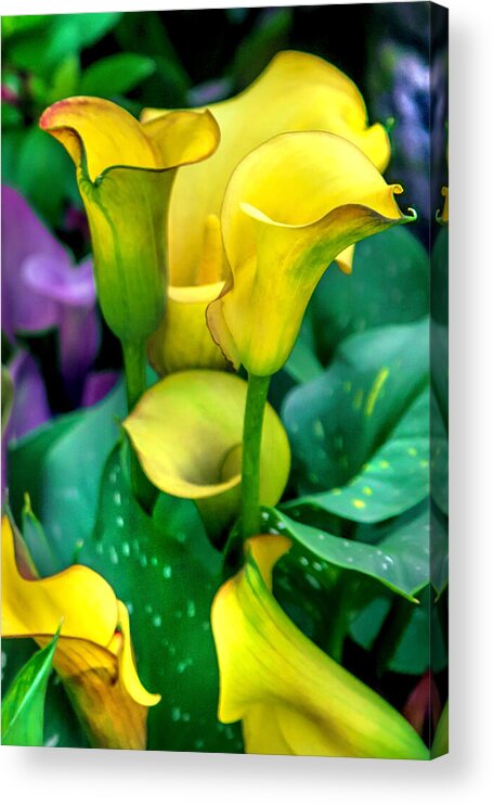 Spring Flowers Acrylic Print featuring the photograph Yellow Calla Lilies by Az Jackson