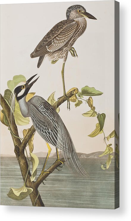 Audubon Acrylic Print featuring the painting Yellow Crowned Heron by John James Audubon