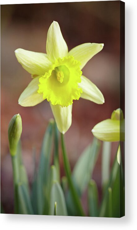 Garden Acrylic Print featuring the photograph Yellow daffodil by Garden Gate magazine