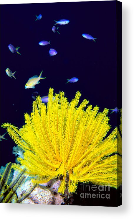 C1943 Acrylic Print featuring the photograph Yellow Feather Star by Ed Robinson - Printscapes