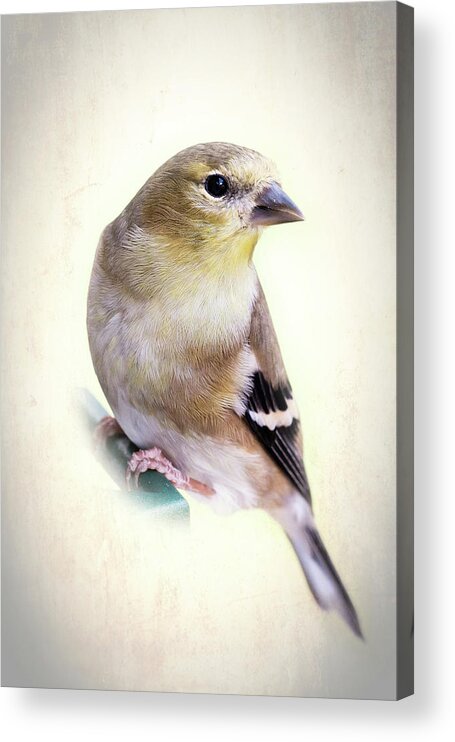 Fauna Acrylic Print featuring the photograph Yellow Finch by Richard Macquade