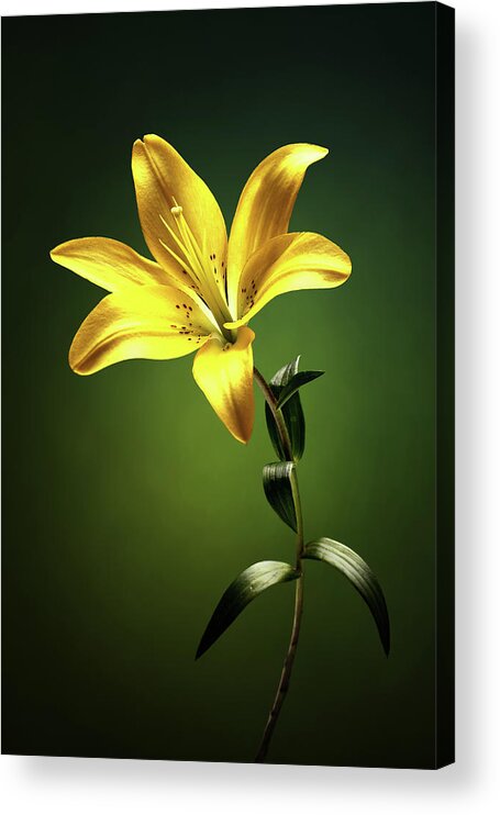 Lily Acrylic Print featuring the photograph Yellow lilly with stem by Johan Swanepoel