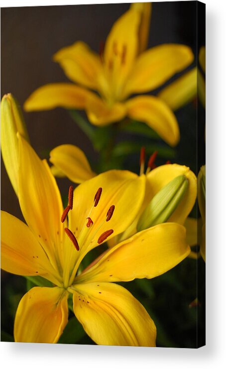 Flower Acrylic Print featuring the photograph Yellow Lily Mirror by Amy Fose