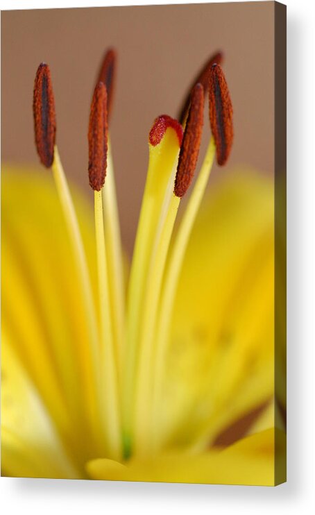 Flower Acrylic Print featuring the photograph Yellow Lily Reach 1 by Amy Fose