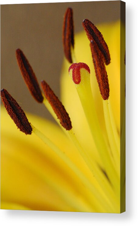 Flower Acrylic Print featuring the photograph Yellow Lily Reach 2 by Amy Fose