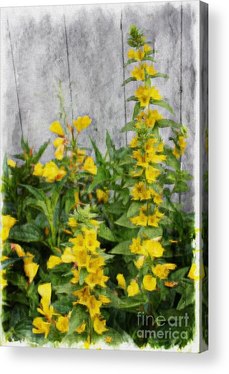 Flora Acrylic Print featuring the photograph Yellow Loosestrife by Marcia Lee Jones